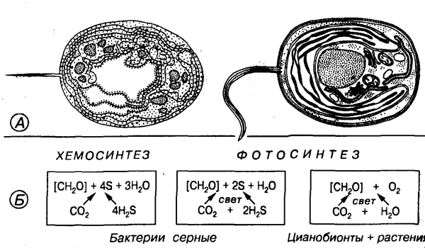 Хемосинтез бактерий схема