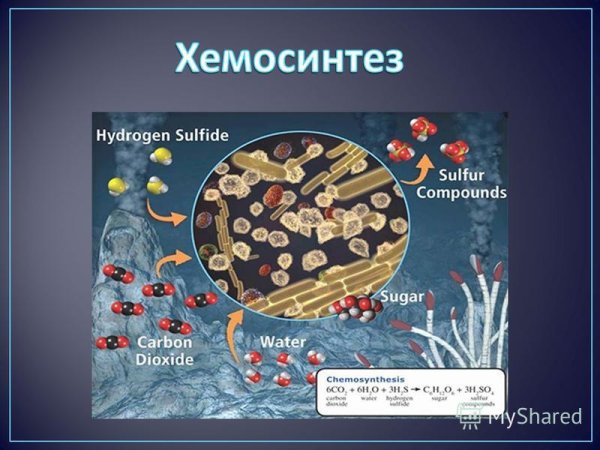 Процесс хемосинтеза