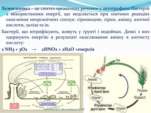 Схема хемосинтеза 10