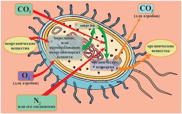 Хемосинтез бактерий