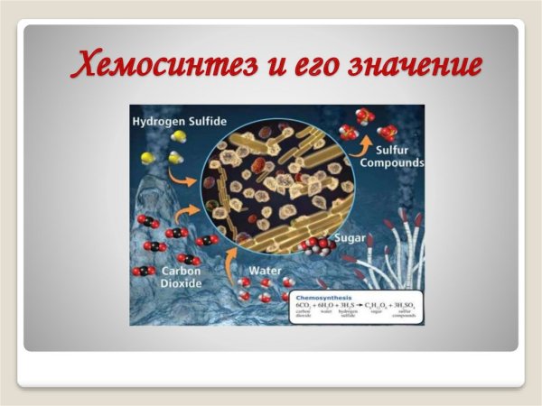 Значение хемосинтеза