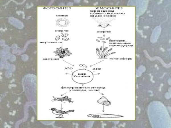 Хемосинтез это в биологии 9 класс для бактерий