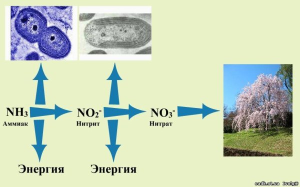Хемосинтез схема процесса