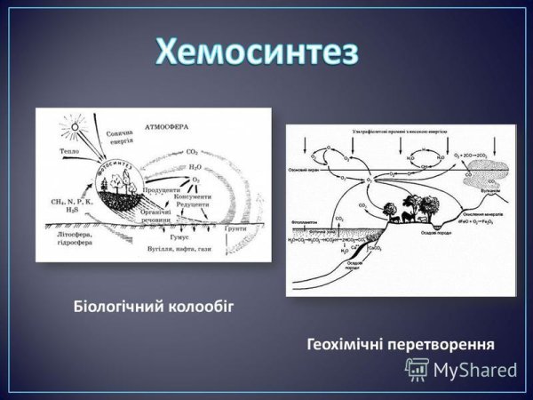 Хемосинтез схема процесса