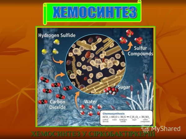Хемосинтез лишайники