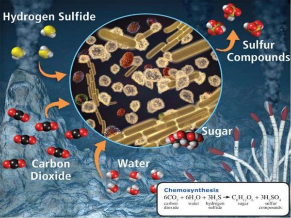 Микроорганизмы хемосинтез