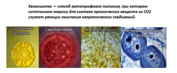 Хемосинтезирующие микроорганизмы