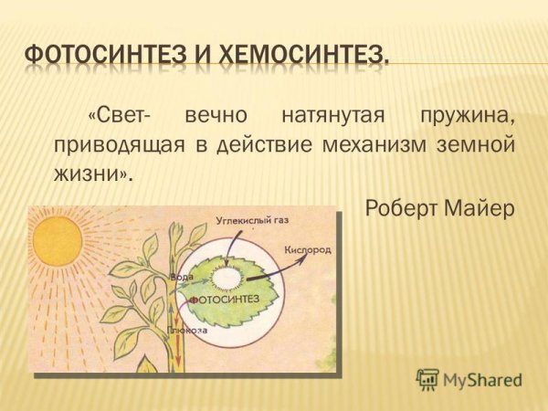 Роберт Майер фотосинтез
