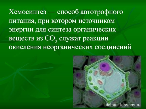 Питание клетки хемосинтез