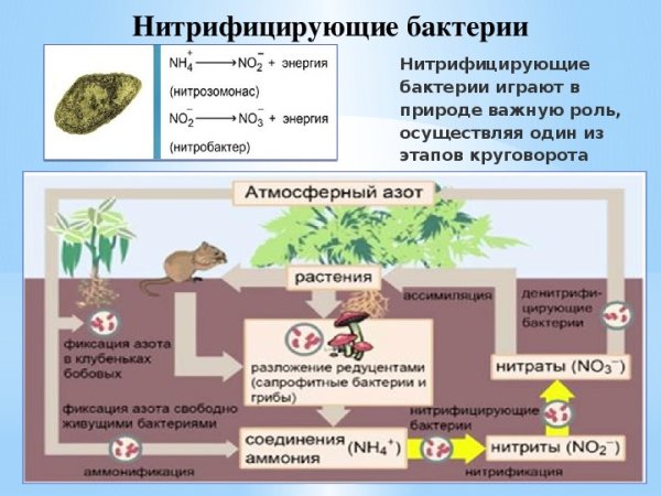 Нитрифицирующие бактерии
