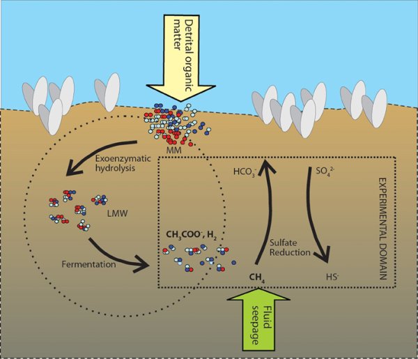 Хемосинтез схема
