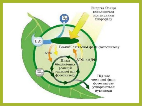 Chemosynthesis photo