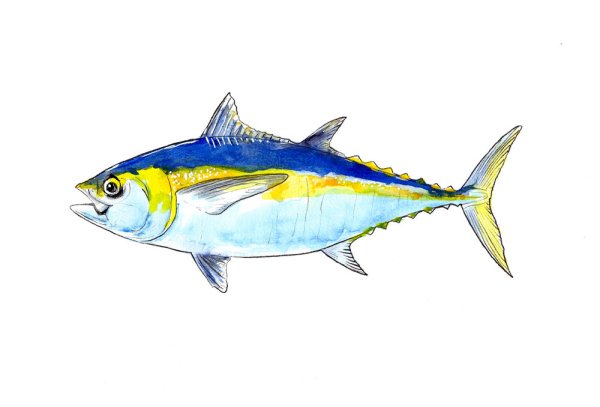 Thunnus Alalunga