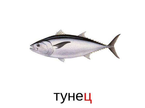 Тунец семейство
