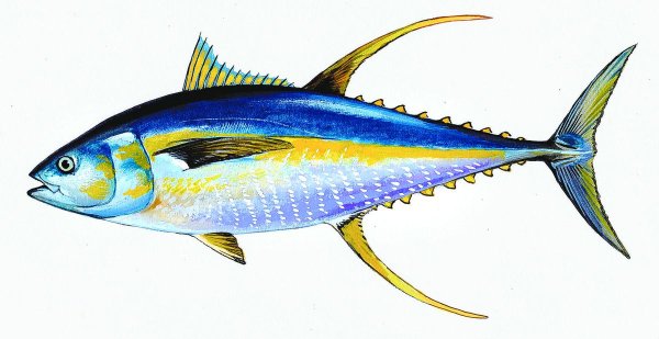 Тунец рыба рисунок