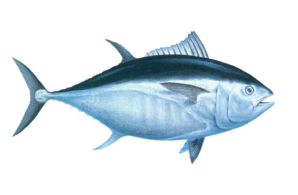 Тунец рыба