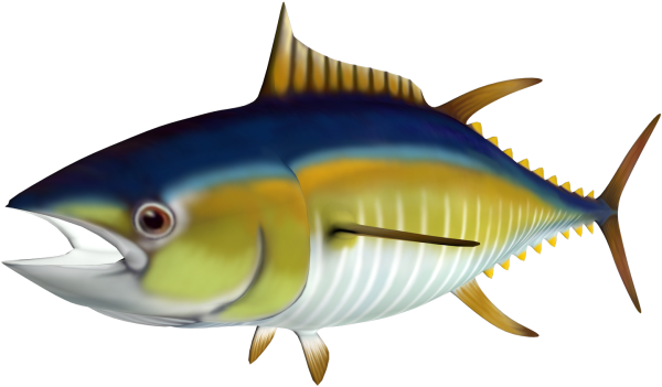 Bluefin Tuna