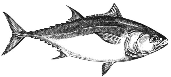 Тунец эскиз