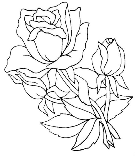 Роза раскраска