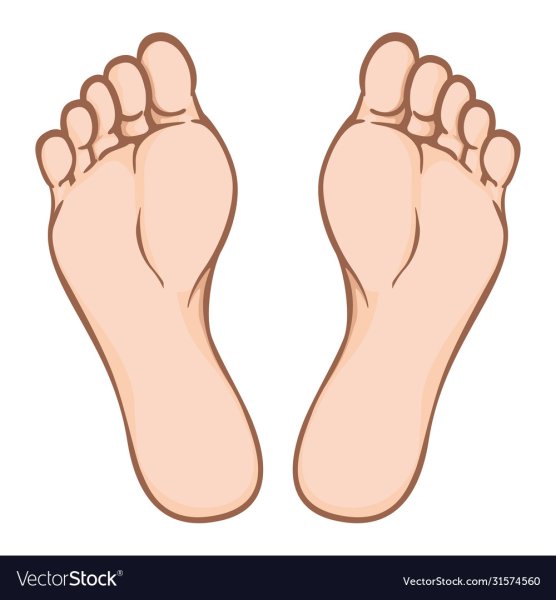 Правая стопа рисунок