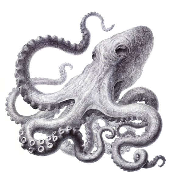 Осьминог карандашом