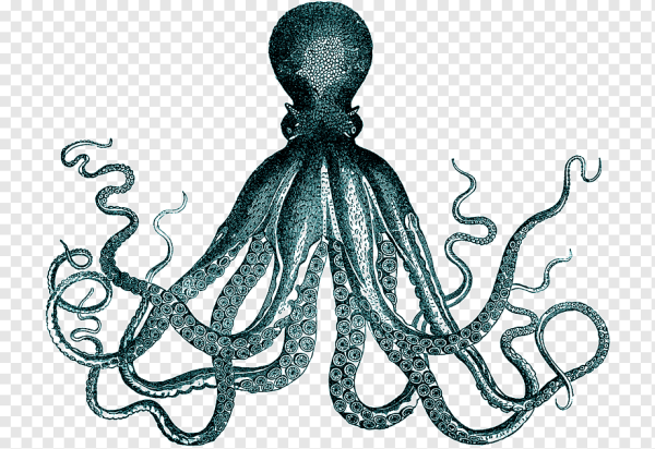 Кальмар Кракен Кракен