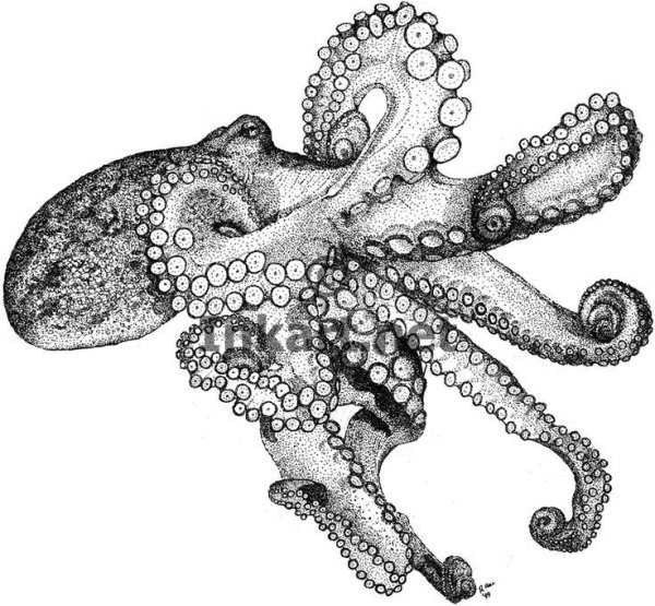 Осьминог рисунок