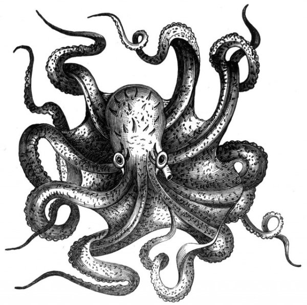 Осьминог чб