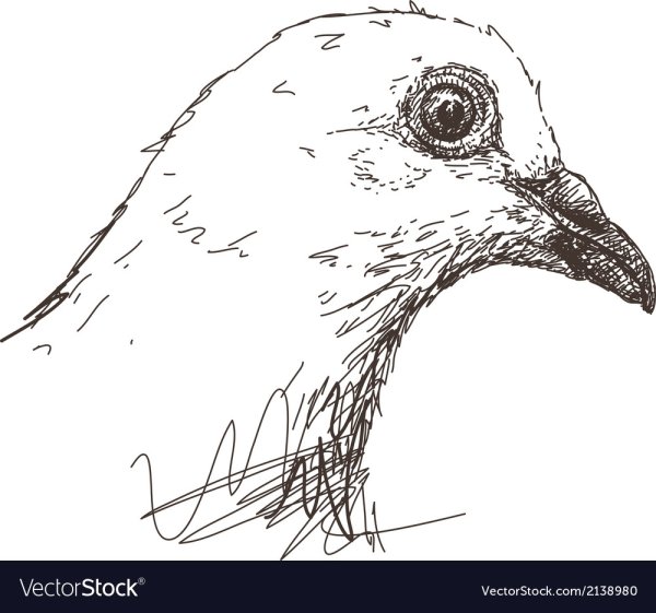 Клюв набросок