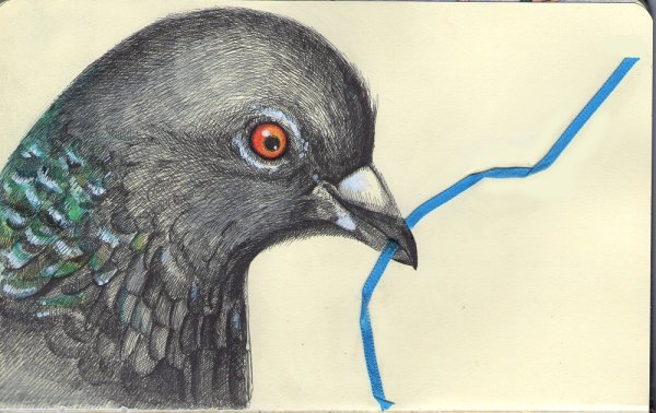 Голубь раскрашенный цветными карандашами