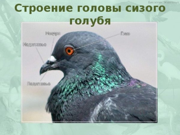 Строение головы голубя