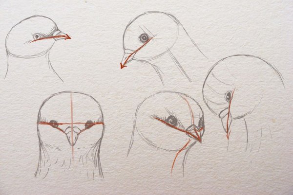 Птицы в разных ракурсах