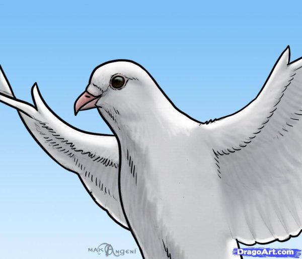 Голубь рисовка