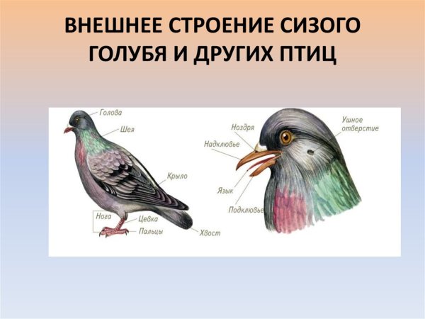 Внешнее и внутреннее строение голубя