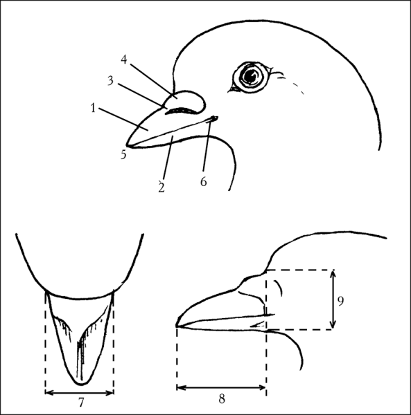 Строение клюва голубя