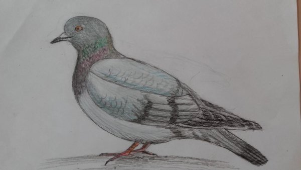 Голубь цветными карандашами