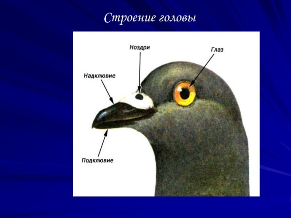 Строение головы птицы