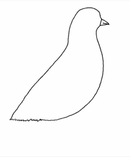 Голубь рисунок легкий