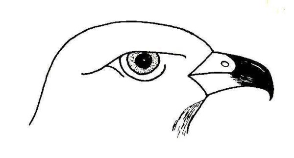 Клюв раскраска