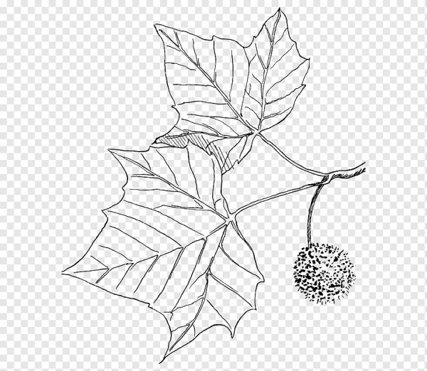 Платан листья