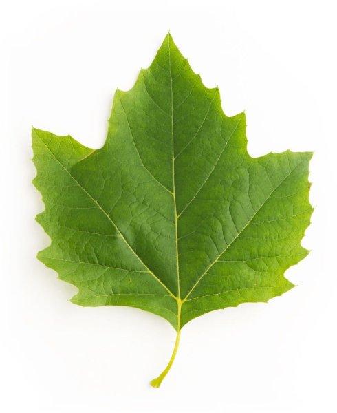 Листок платана