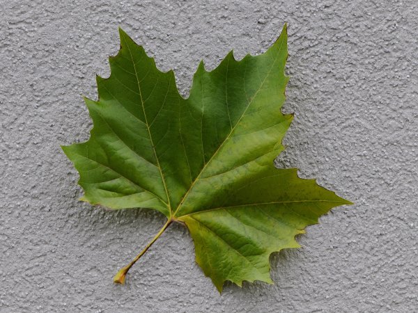 Платан дерево листья