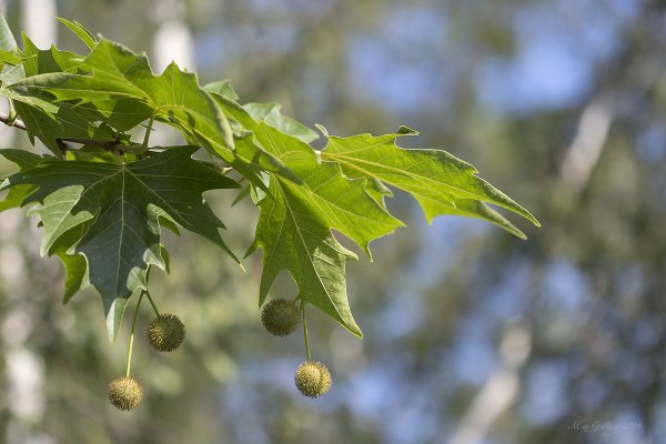 Platanus orientalis дерево