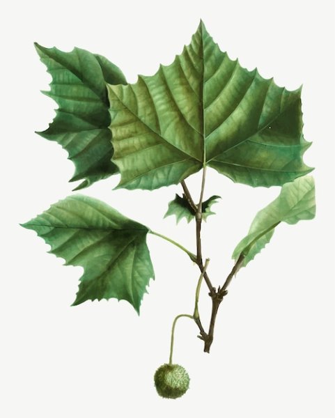 Ботаническая иллюстрация Платан восточного