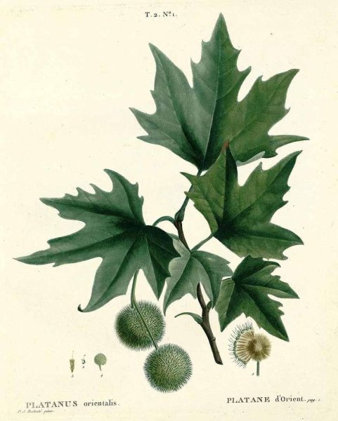 Platanus orientalis Ботанический рисунок