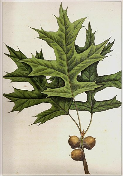 Quercus palustris желуди