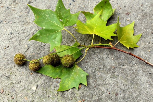 Платан Чинара дерево