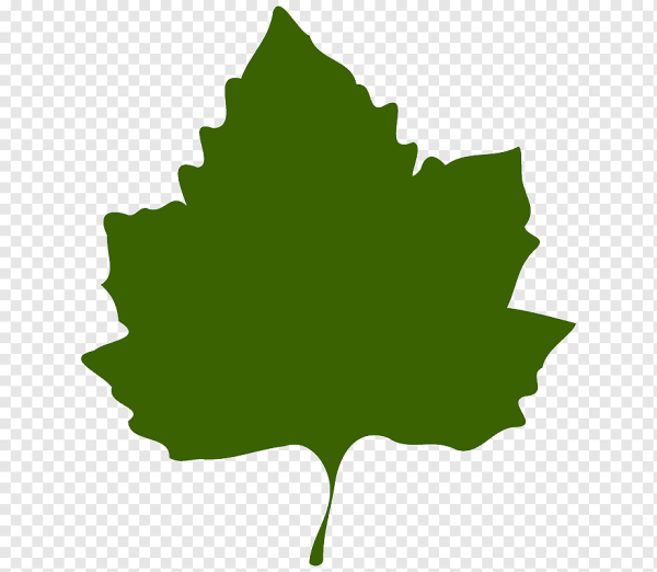 Очертания зеленых листьев