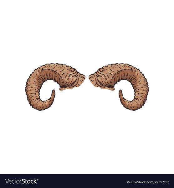 Бараньи рога на белом фоне