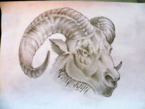 Голова овна